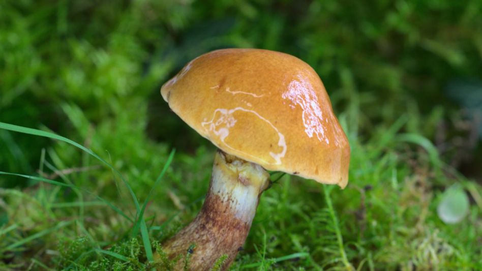 मशरूम मशरूम