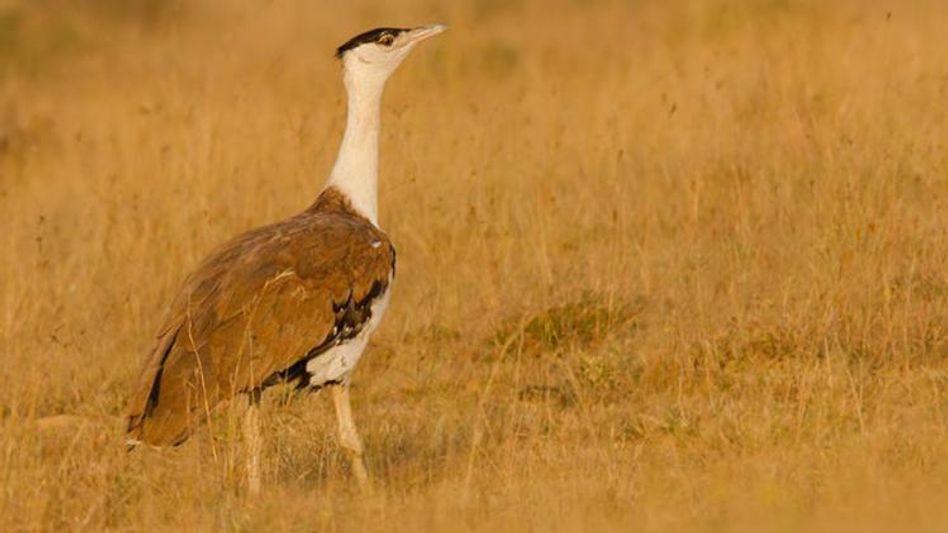 Great Indian Bird (Photo: Instagram) Great Indian Bird (Photo: Instagram)