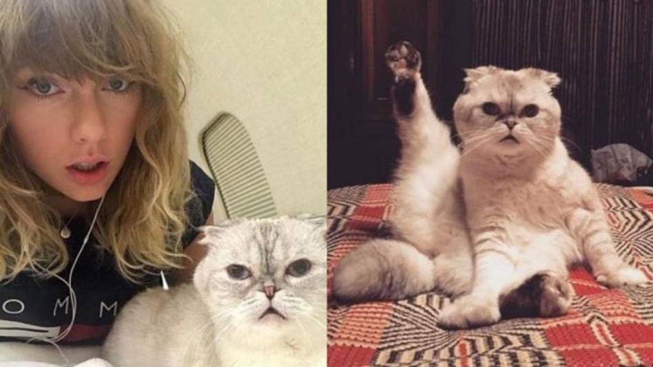 Taylor Swift Cat Taylor Swift Cat