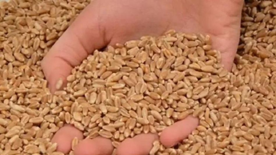 और गेहूं बेचेगी केंद्र सरकार. और गेहूं बेचेगी केंद्र सरकार.