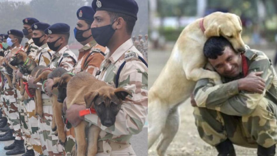 K9 वॉरियर्स डॉग्स K9 वॉरियर्स डॉग्स