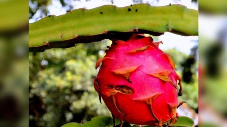 Dragon Fruit (Photo: Flickr) Dragon Fruit (Photo: Flickr)