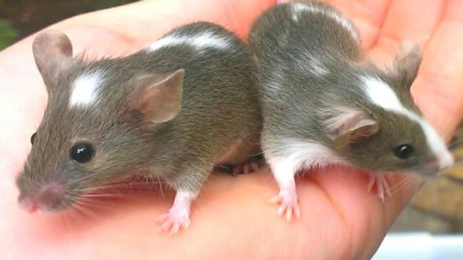 Mice Mice
