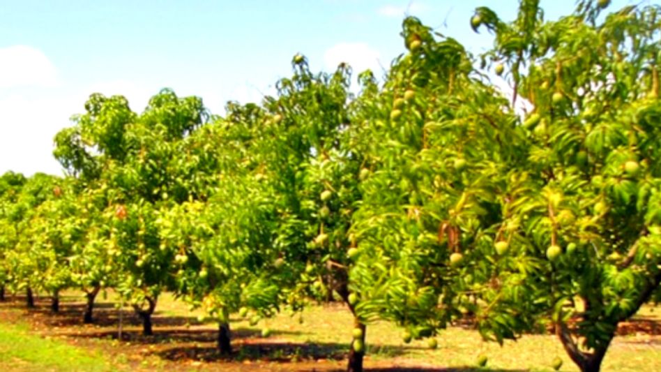 आम की खेती  आम की खेती