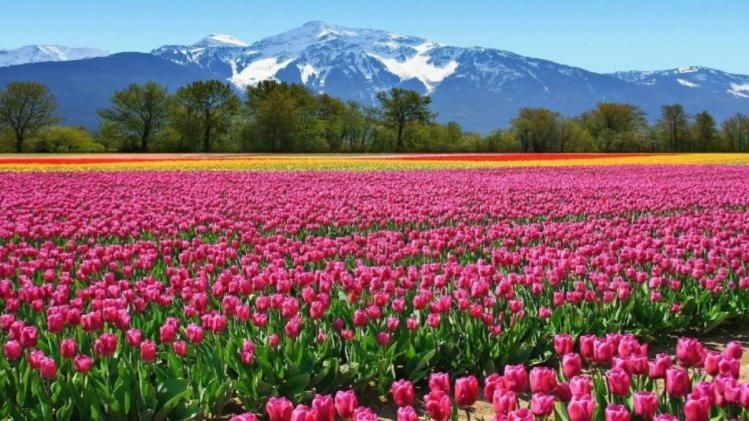 Asia Largest Tulip Garden (Photo - @sompura_preeti )