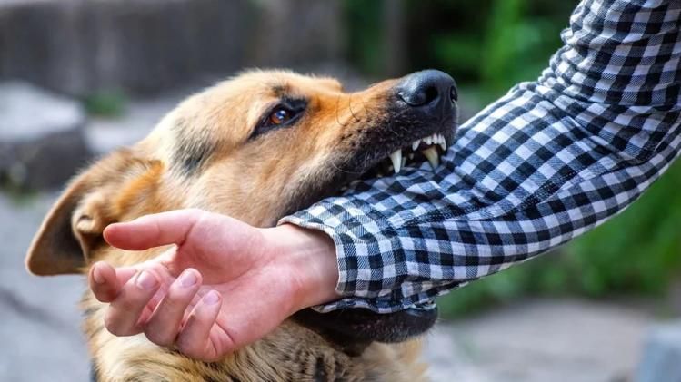 पिछले 6 महीने में दिल्ली में हुए डॉग बाइट के 47 हजार मामले