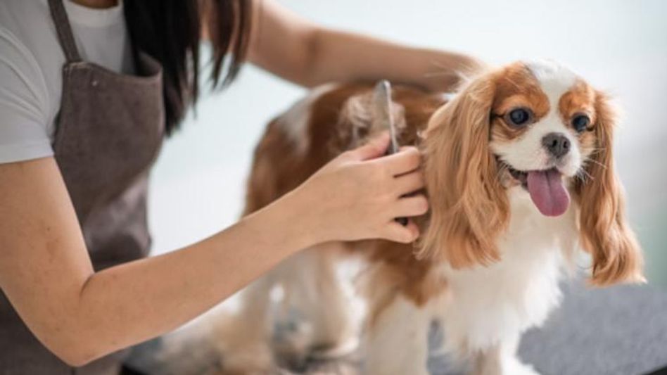 Pet Care businesses Pet Care businesses