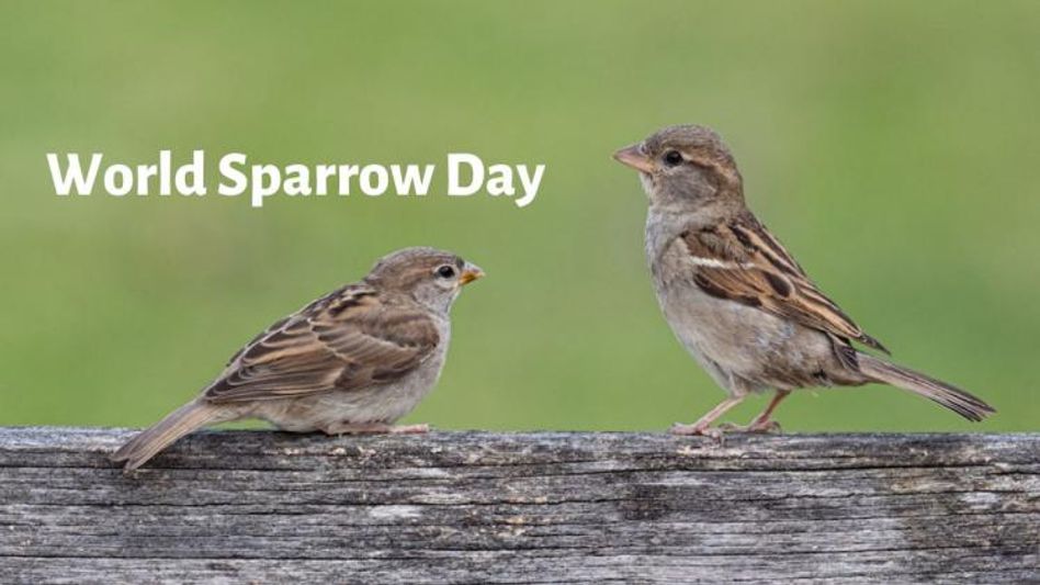 World Sparrow Day (Photo: Unsplash) World Sparrow Day (Photo: Unsplash)