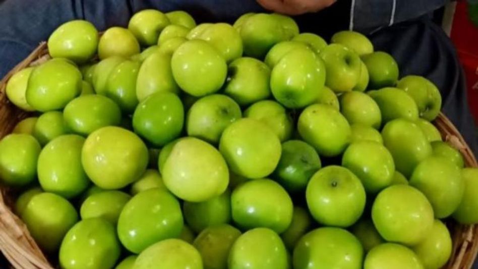 Thai Apple Ber Farming Thai Apple Ber Farming