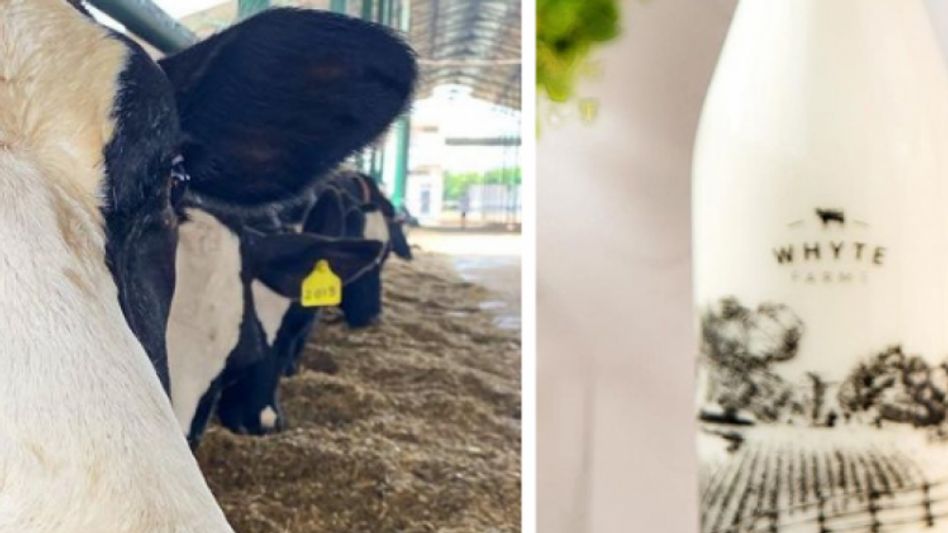 Whyte Farms delivering fresh and pure milk (Photo: Instagram/@thewhytefarms) Whyte Farms delivering fresh and pure milk (Photo: Instagram/@thewhytefarms)