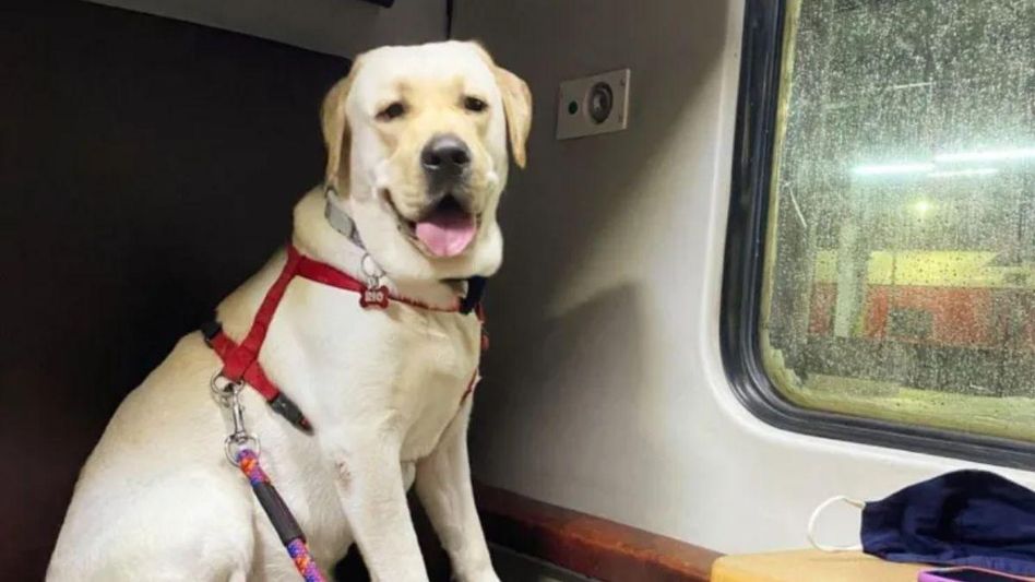 Good News For Pet Parents Good News For Pet Parents