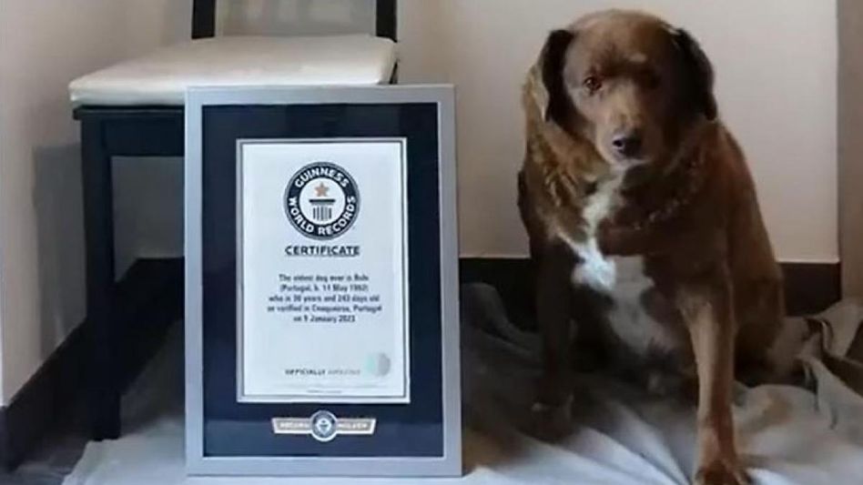 Oldest Dog Oldest Dog