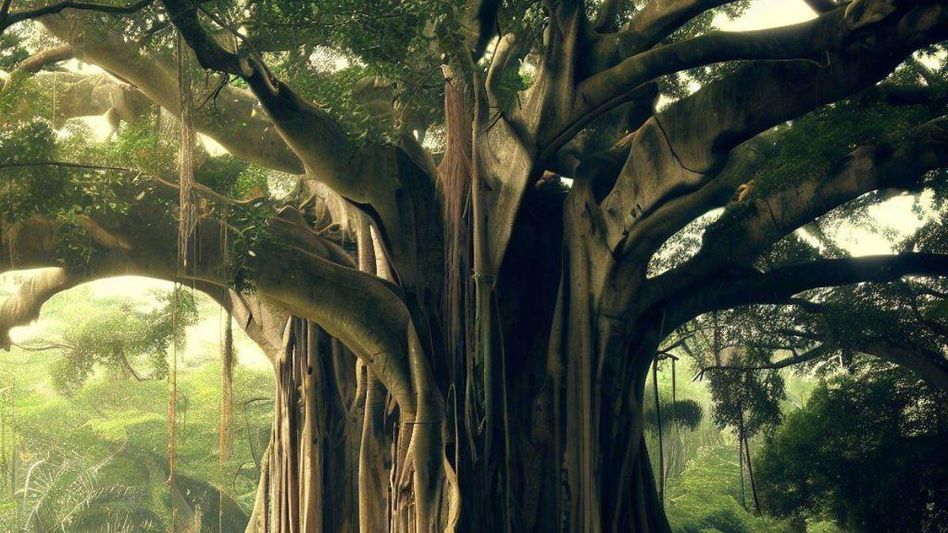 UP 500-Yr Old Banyan Tree UP 500-Yr Old Banyan Tree