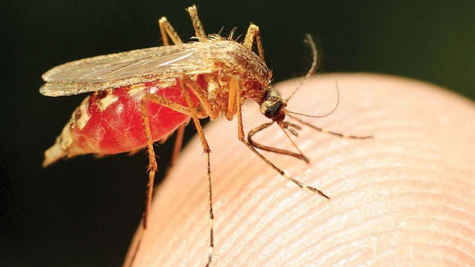 Dengue and Malaria Dengue and Malaria
