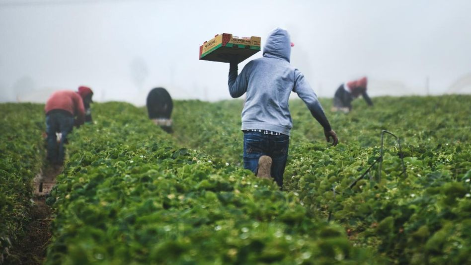 Farming (Representative Image) Farming (Representative Image)