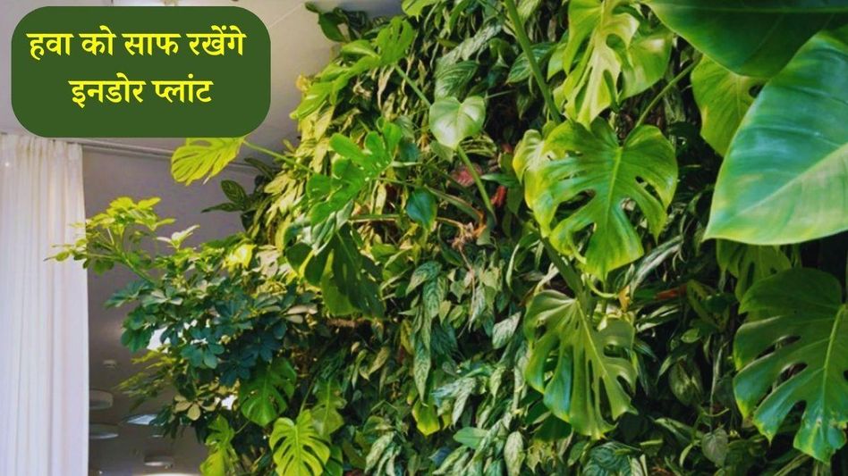 Study on Indoor Plants: Study on Indoor Plants: