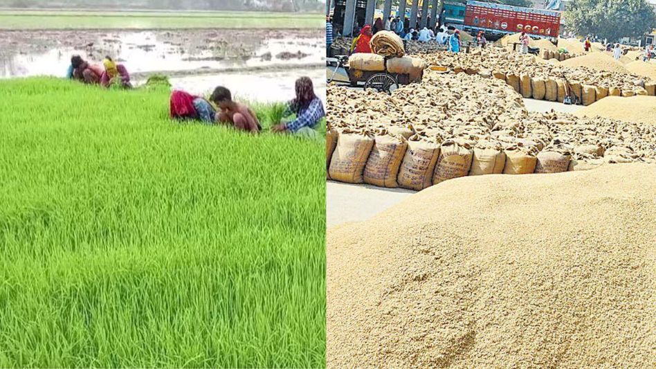 केंद्र सरकार ने खरीफ फसल की तय की एमएसपी (प्रतीकात्मक फोटो) केंद्र सरकार ने खरीफ फसल की तय की एमएसपी (प्रतीकात्मक फोटो)
