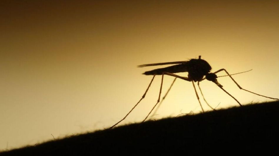 Chikungunya Vaccine Chikungunya Vaccine