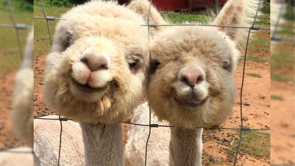 Alpaca Therapy Alpaca Therapy