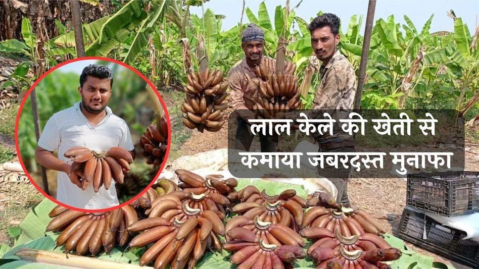 Red Banana Farming (Photo: Linkedin) Red Banana Farming (Photo: Linkedin)