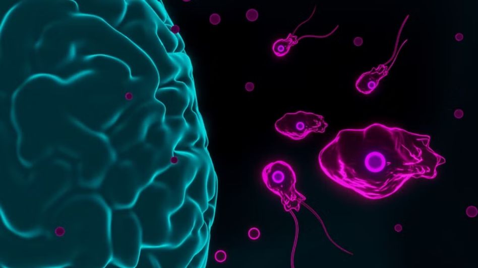 free-living ameba  free-living ameba