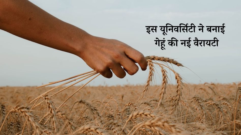 New Wheat Variety New Wheat Variety