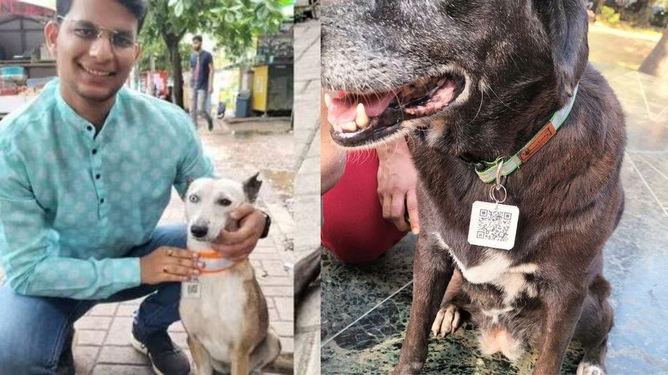 Dogs wearing the QR code collars (pawfriend.in) Dogs wearing the QR code collars (pawfriend.in)