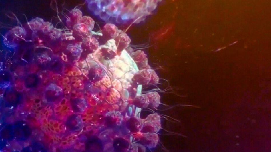 Covid-19 Strain Eris Covid-19 Strain Eris