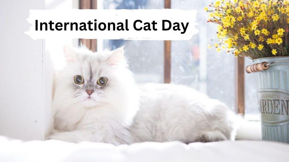 International Cat Day International Cat Day