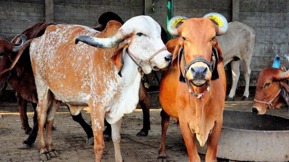 योगी सरकार डेयरी की स्थापना पर देगी अनुदान योगी सरकार डेयरी की स्थापना पर देगी अनुदान