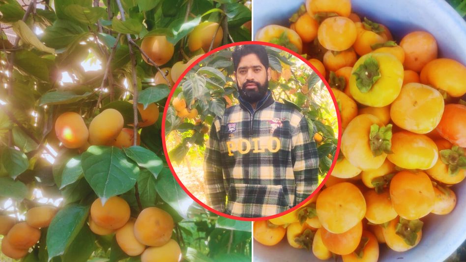 Progressive Farmer introduces non-native fruit crop Progressive Farmer introduces non-native fruit crop