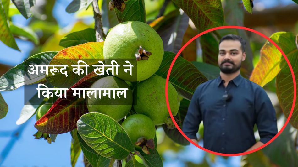 Success story of Guava Farmer Success story of Guava Farmer