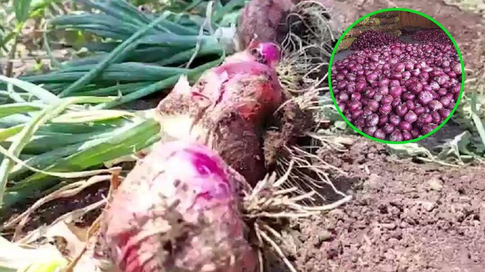 महाराष्ट्र से खरीफ सीजन की प्याज मार्केट में आने से कीमतों में गिरावट होगी महाराष्ट्र से खरीफ सीजन की प्याज मार्केट में आने से कीमतों में गिरावट होगी