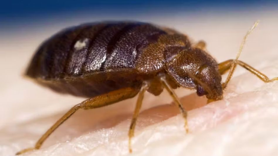 Bed Bug Infestation Bed Bug Infestation