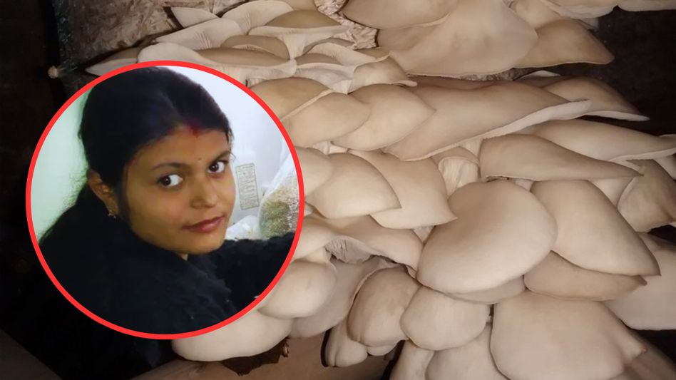 Mushroom Farming Mushroom Farming