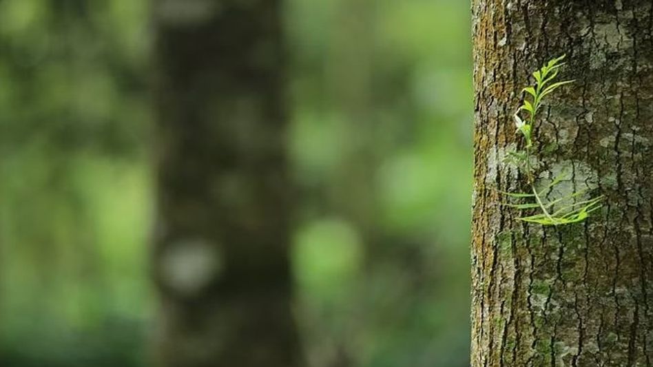 Tree Ambulance (Representative Image) Tree Ambulance (Representative Image)
