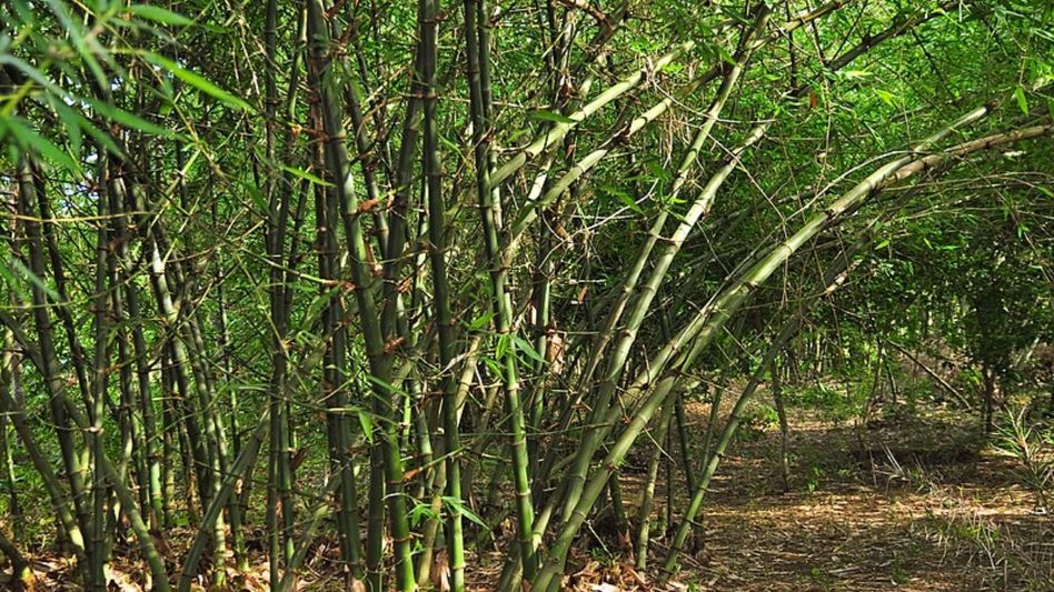 Bamboo Garden (Source: Wikimedia Commons) Bamboo Garden (Source: Wikimedia Commons)