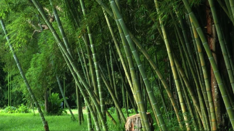 Bamboo Bamboo