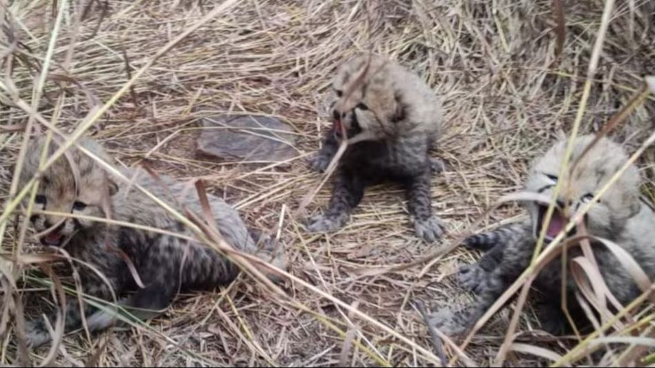 Cheetah Cubs Cheetah Cubs