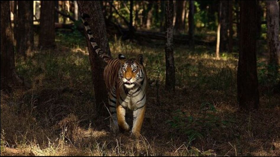 Pench Tiger Reserve Pench Tiger Reserve