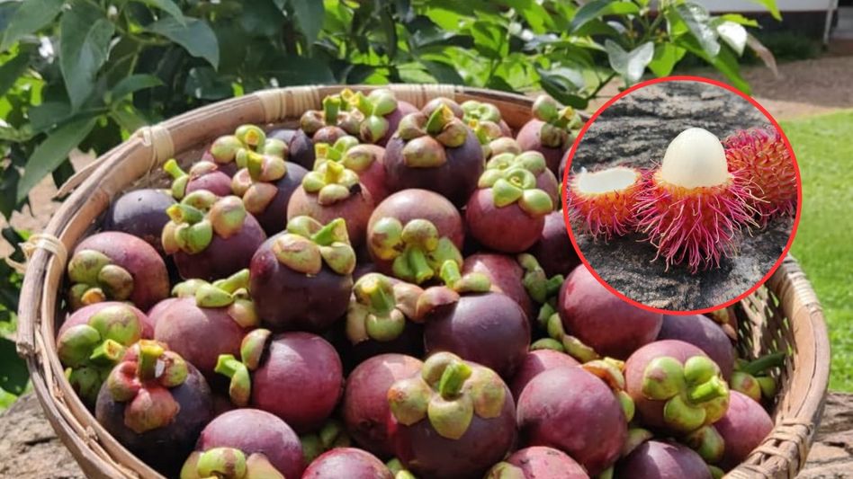 Exotic Fruits Farming Exotic Fruits Farming