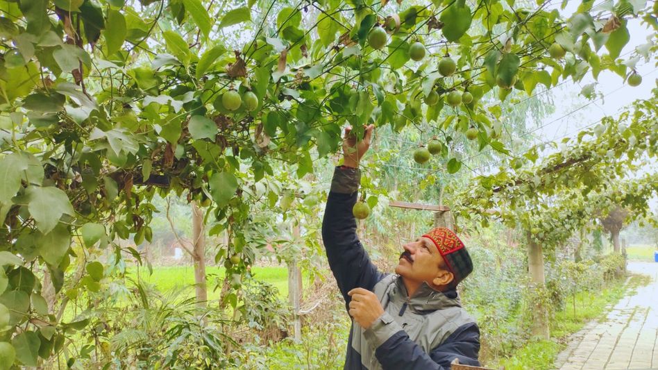 Farmer Narendra Chauhan Farmer Narendra Chauhan