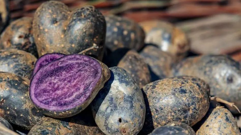 Black Potato Farming Black Potato Farming