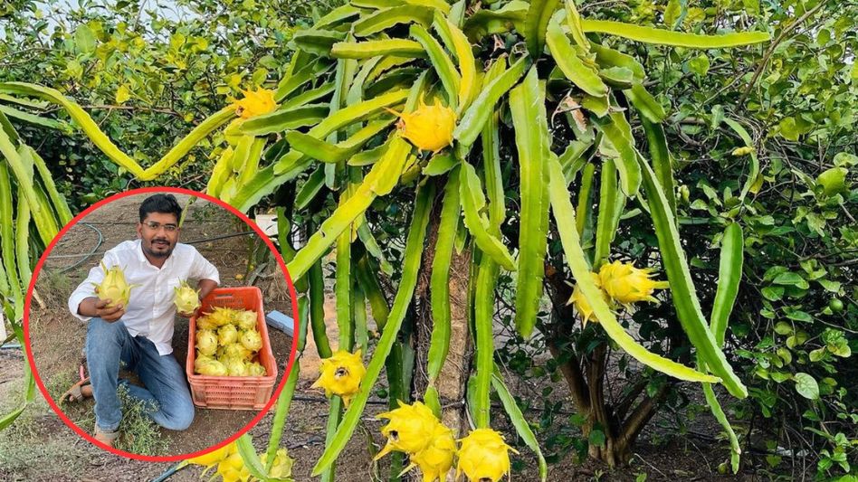 Mahesh Asabe, Dragon Fruit Farming (Photo: Instagram) Mahesh Asabe, Dragon Fruit Farming (Photo: Instagram)