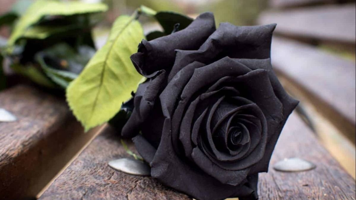 Anti-Valentine's Week  Anti-Valentine's Week