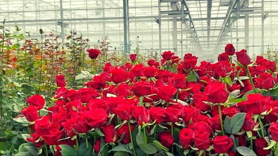 Valentine's Day Valentine's Day