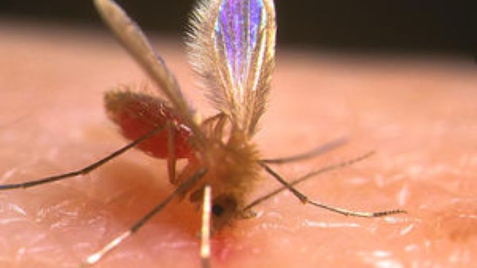 Kala-Azar  Kala-Azar