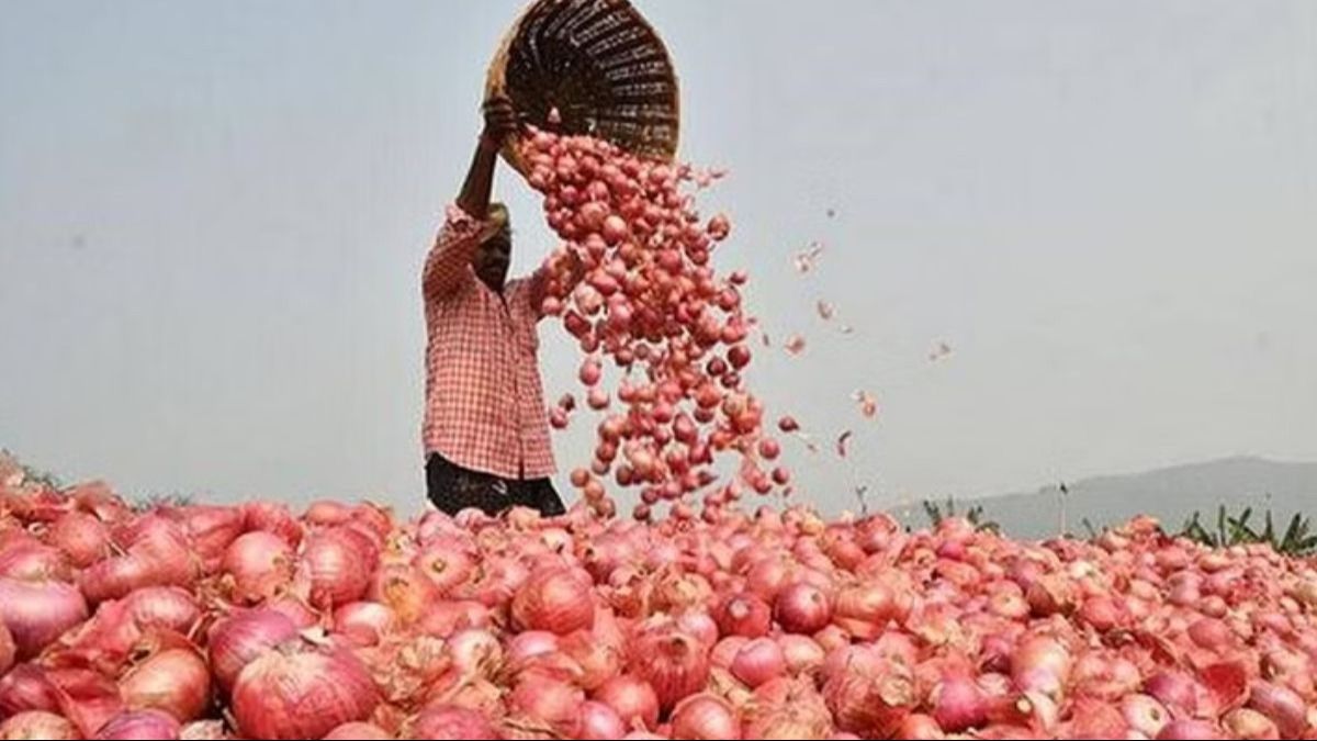 Onion Cultivation (Representative Image)