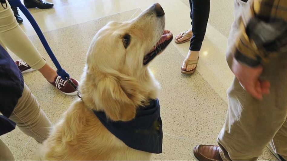Therapy Dogs Therapy Dogs