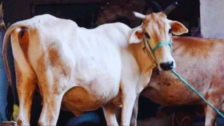 Cow Home Delivery Cow Home Delivery